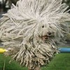 brithair1
