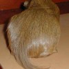 brithair11