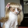 brithair4