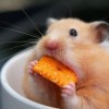 hamster-glamour-shot-10