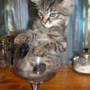 comedy-cat-15