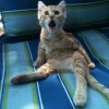 comedy-cat-22