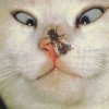 comedy-cat-7