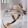 comedy-cat-9