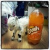 baby-goat-16