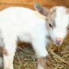 baby-goat-9