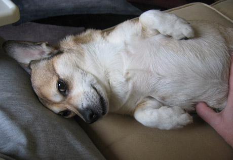 buddy the wonder dog (10)
