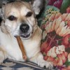buddy the wonder dog (9)